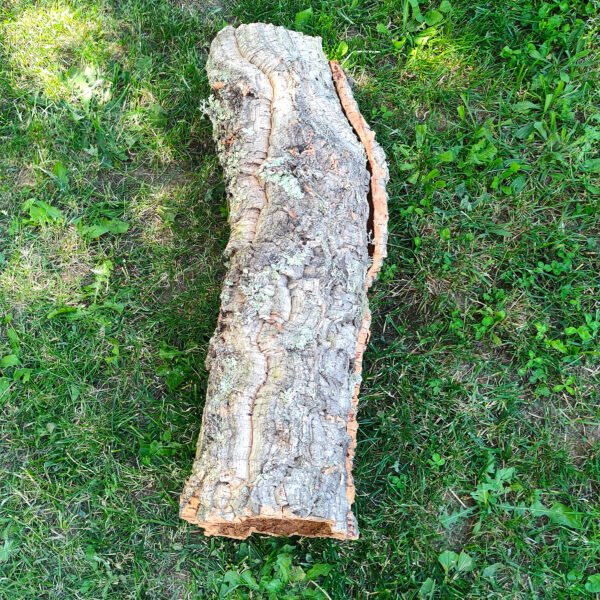 Върджин корк – корк за терариуми и декорация N7 - 75см x Ø23-20см, 1750гр.
