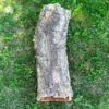 Върджин корк – корк за терариуми и декорация N7 - 75см x Ø23-20см, 1750гр.